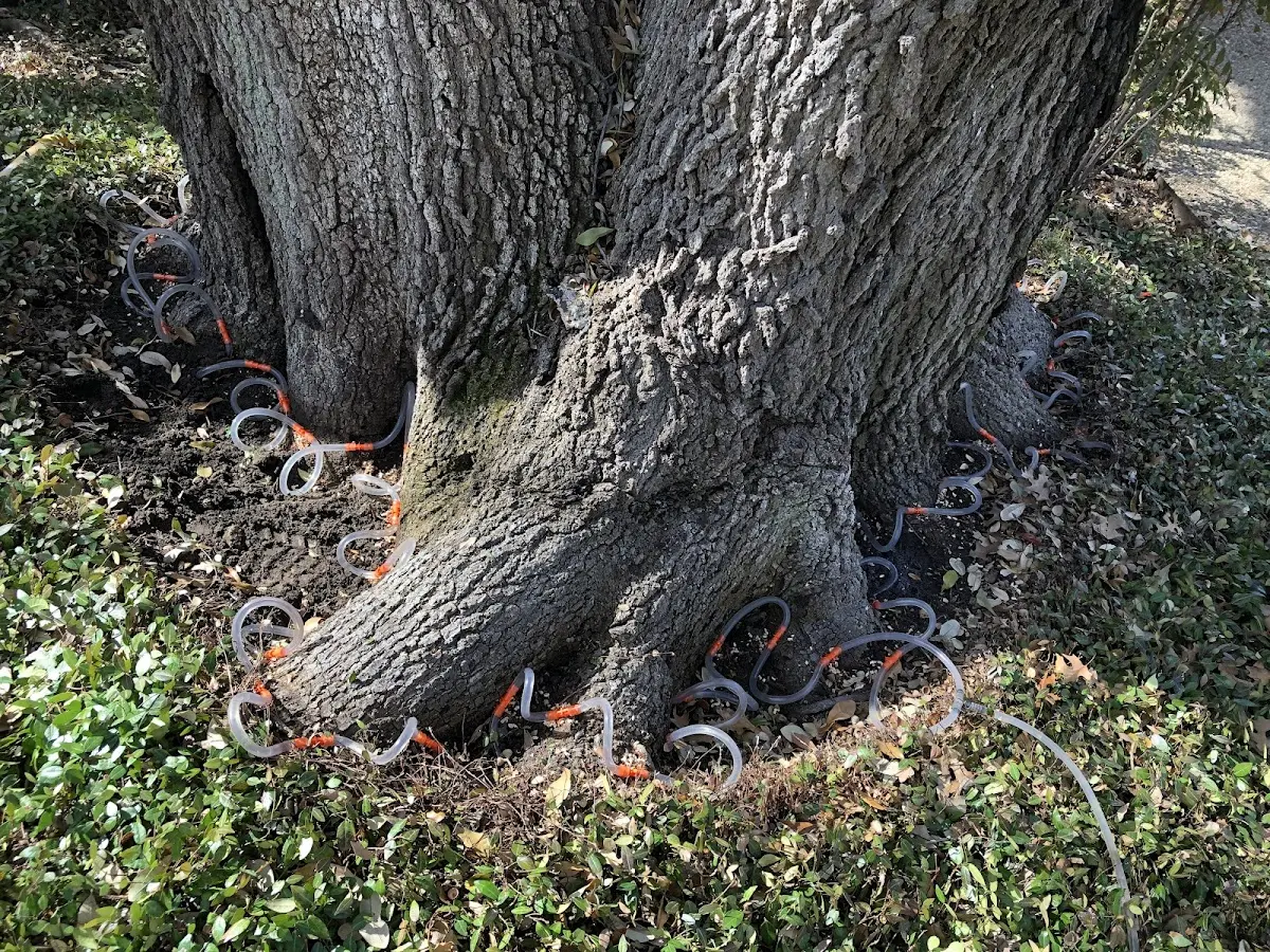 Detailed Tree Cabling and Bracing job site in Stringer