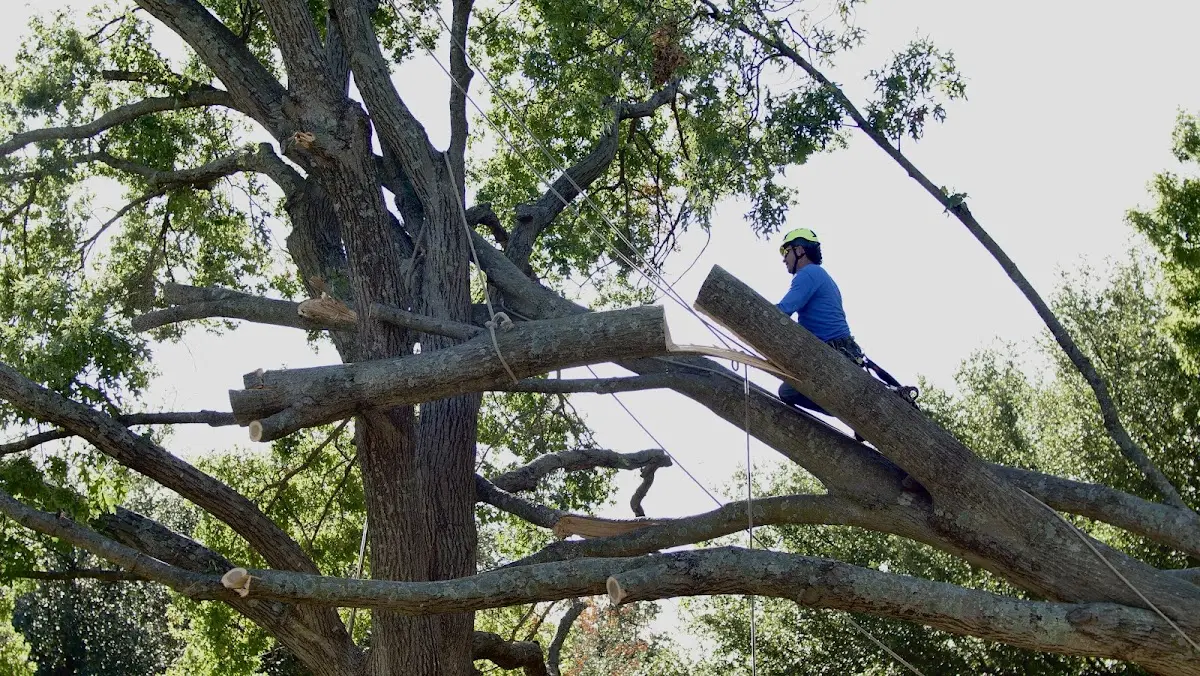 Professional Crown Thinning performed by certified arborists in Stringer